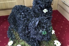 black cats funeral tribute  