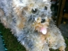 Floral Yorkshire Terrier funeral tribute  